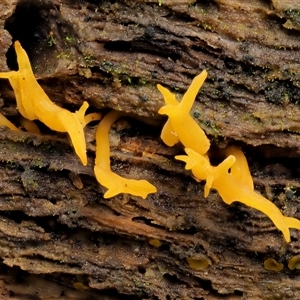 Calocera sp. at Uriarra Village, ACT - 15 May 2024