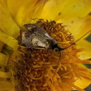 Nemophora panaeola (Adelidae) at Hackett, ACT by Pirom