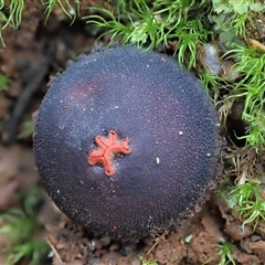 Calostoma fuscum (Common Prettymouth) at Uriarra Village, ACT - 15 May 2024 by KenT