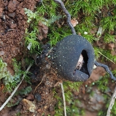 Calostoma fuscum at Uriarra Village, ACT - 15 May 2024 02:10 PM