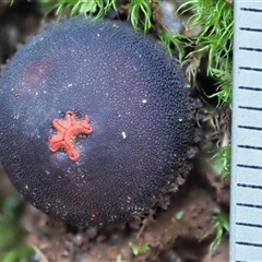 Calostoma fuscum at Uriarra Village, ACT - 15 May 2024 02:10 PM