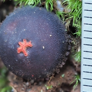 Calostoma fuscum at Uriarra Village, ACT - 15 May 2024 02:10 PM