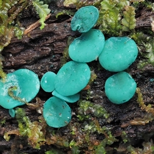 Chlorociboria (An elfcup fungus) at Uriarra Village, ACT by KenT