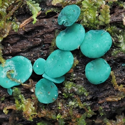 Chlorociboria (An elfcup fungus) at Uriarra Village, ACT - 15 May 2024 by KenT