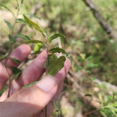 Billardiera mutabilis (Climbing Apple Berry, Apple Berry, Snot Berry, Apple Dumblings, Changeable Flowered Billardiera) at Bermagui, NSW - 6 Dec 2024 by TheCrossingLand