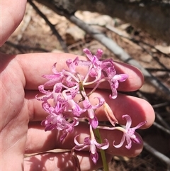 Dipodium roseum (Rosy Hyacinth Orchid) at Bermagui, NSW - 6 Dec 2024 by TheCrossingLand