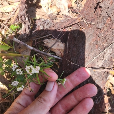 Platysace lanceolata (Shrubby Platysace) at Bermagui, NSW - 5 Dec 2024 by TheCrossingLand