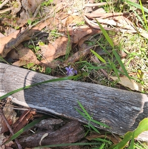 Dianella sp. (Flax Lily) at Bermagui, NSW by TheCrossingLand