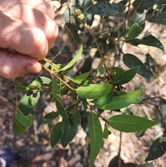 Notelaea venosa (Large Mock Olive) at Bermagui, NSW - 5 Dec 2024 by TheCrossingLand