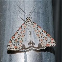 Utetheisa pulchelloides (Heliotrope Moth) at Freshwater Creek, VIC - 15 Apr 2020 by WendyEM