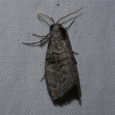 Uraba lugens (Gumleaf Skeletonizer) at Freshwater Creek, VIC - 15 Apr 2020 by WendyEM