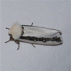 Oenosandra boisduvalii (Boisduval's Autumn Moth) at Freshwater Creek, VIC - 16 Apr 2020 by WendyEM