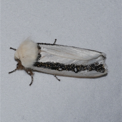 Oenosandra boisduvalii (Boisduval's Autumn Moth) at Freshwater Creek, VIC - 15 Apr 2020 by WendyEM