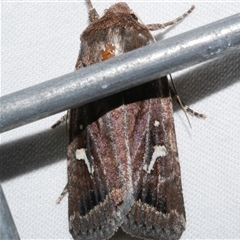 Proteuxoa bistrigula (An Owlet Moth) at Freshwater Creek, VIC - 15 Apr 2020 by WendyEM