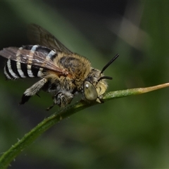 Amegilla sp. (genus) (Blue Banded Bee) at Jerrabomberra, NSW - 5 Dec 2024 by DianneClarke