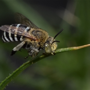 Amegilla sp. (genus) at Jerrabomberra, NSW - suppressed