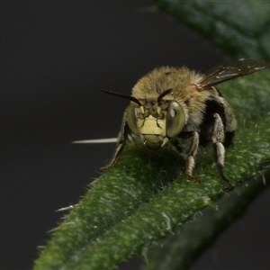 Amegilla sp. (genus) at Jerrabomberra, NSW - suppressed