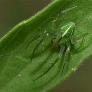 Araneus ginninderranus at Jerrabomberra, NSW - suppressed