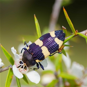 Castiarina vicina at Greenway, ACT - 5 Dec 2024 03:08 PM