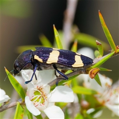 Castiarina vicina at Greenway, ACT - 5 Dec 2024 03:08 PM