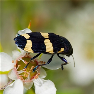 Castiarina vicina at Greenway, ACT - 5 Dec 2024 03:08 PM