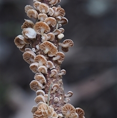 Marasmiellus affixus (Little Stinker) at Uriarra Village, ACT - 15 May 2024 by KenT