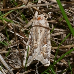 Proteuxoa florescens (owlet moth) at Freshwater Creek, VIC - 15 Apr 2020 by WendyEM