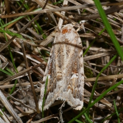 Proteuxoa florescens (owlet moth) at Freshwater Creek, VIC - 15 Apr 2020 by WendyEM