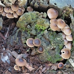 Mycena sp. ‘grey or grey-brown caps’ at Uriarra Village, ACT - 15 May 2024 by KenT