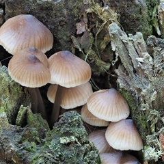 Mycena sp. ‘grey or grey-brown caps’ at Uriarra Village, ACT - 15 May 2024 12:00 PM