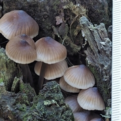 Mycena sp. ‘grey or grey-brown caps’ at Uriarra Village, ACT - 15 May 2024 12:00 PM