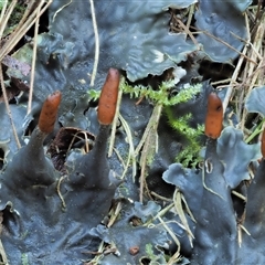 Peltigera at Uriarra Village, ACT - 15 May 2024 by KenT