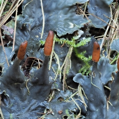 Peltigera at Uriarra Village, ACT - 15 May 2024 by KenT