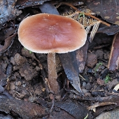 Rhodocollybia incarnata at Uriarra Village, ACT - 15 May 2024 by KenT