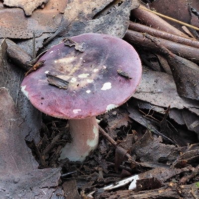 Russula 'purpureoflava group' at Uriarra Village, ACT - 15 May 2024 by KenT