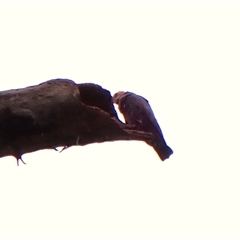 Callocephalon fimbriatum (identifiable birds) (Gang-gang Cockatoo (named birds)) at Cook, ACT - 3 Dec 2024 by CathB