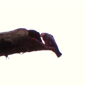 Callocephalon fimbriatum (identifiable birds) at Cook, ACT - 3 Dec 2024