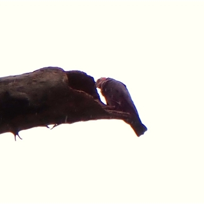 Callocephalon fimbriatum (identifiable birds) (Gang-gang Cockatoo (named birds)) at Cook, ACT - 3 Dec 2024 by CathB