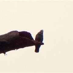 Callocephalon fimbriatum (identifiable birds) at Cook, ACT - 3 Dec 2024