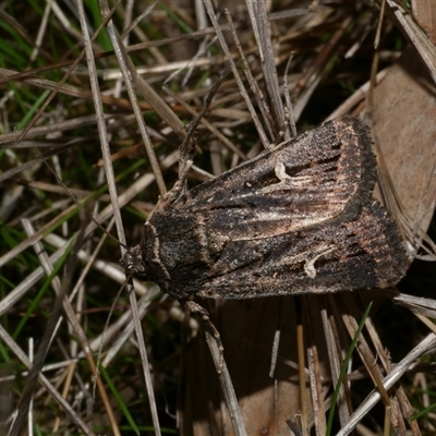 Proteuxoa nuna (A Noctuid moth (Acronictinae) at Freshwater Creek, VIC - 15 Apr 2020 by WendyEM