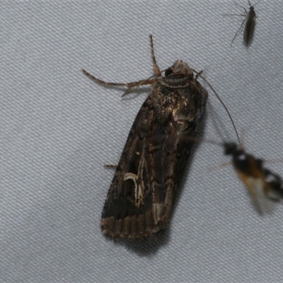 Proteuxoa nuna (A Noctuid moth (Acronictinae) at Freshwater Creek, VIC - 15 Apr 2020 by WendyEM