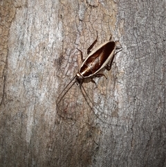 Balta bicolor (A balta cockroach) at Goulburn, NSW - 4 Dec 2024 by glbn1