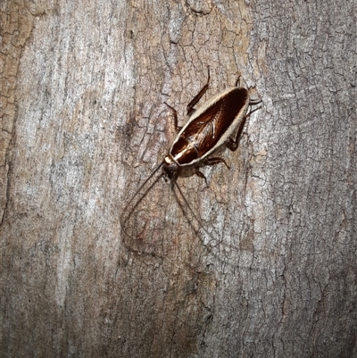 Balta bicolor (A balta cockroach) at Goulburn, NSW - 4 Dec 2024 by glbn1