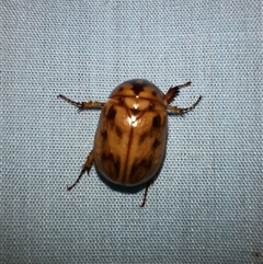Cyclocephala signaticollis (Argentinian scarab) at Goulburn, NSW - 2 Dec 2024 by glbn1