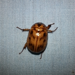 Cyclocephala signaticollis at Goulburn, NSW - 2 Dec 2024