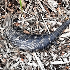 Tiliqua scincoides scincoides (Eastern Blue-tongue) at Goulburn, NSW - 1 Dec 2024 by glbn1