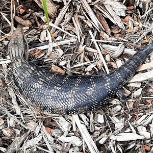 Tiliqua scincoides scincoides at Goulburn, NSW - 1 Dec 2024 04:30 PM