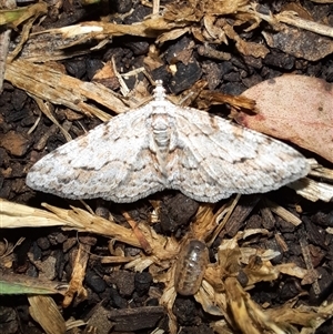 Didymoctenia exsuperata (Thick-lined Bark Moth) at Goulburn, NSW by glbn1