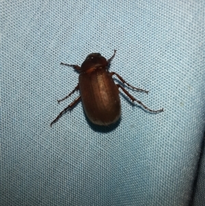 Sericesthis nigrolineata (Dusky pasture scarab) at Goulburn, NSW by glbn1