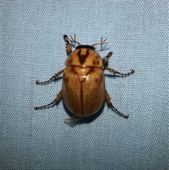 Cyclocephala signaticollis (Argentinian scarab) at Goulburn, NSW - 5 Dec 2024 by glbn1